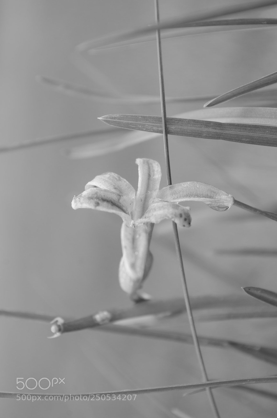 Nikon D5100 sample photo. The soft touch of photography