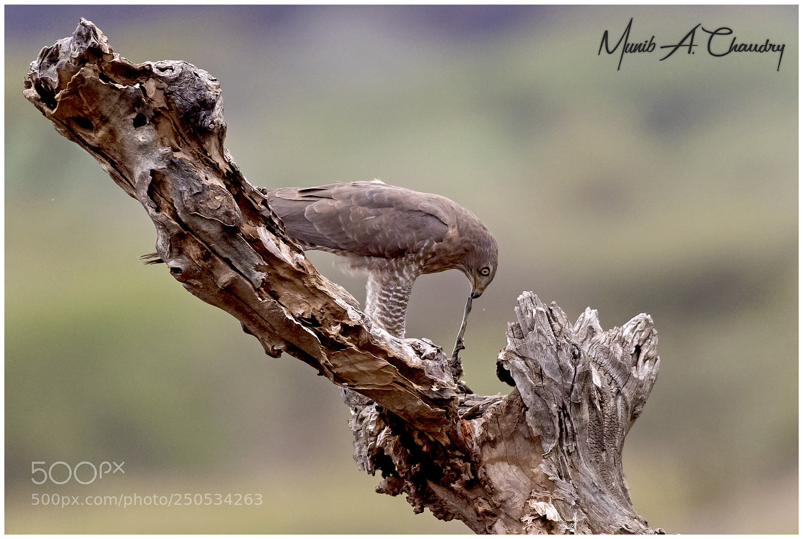 Canon EOS-1D X Mark II sample photo. The feasting raptor! photography
