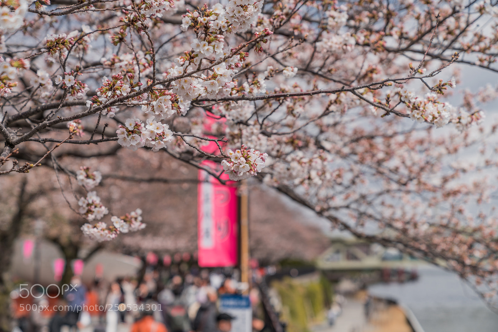 Sony a7R III sample photo. Dsc photography