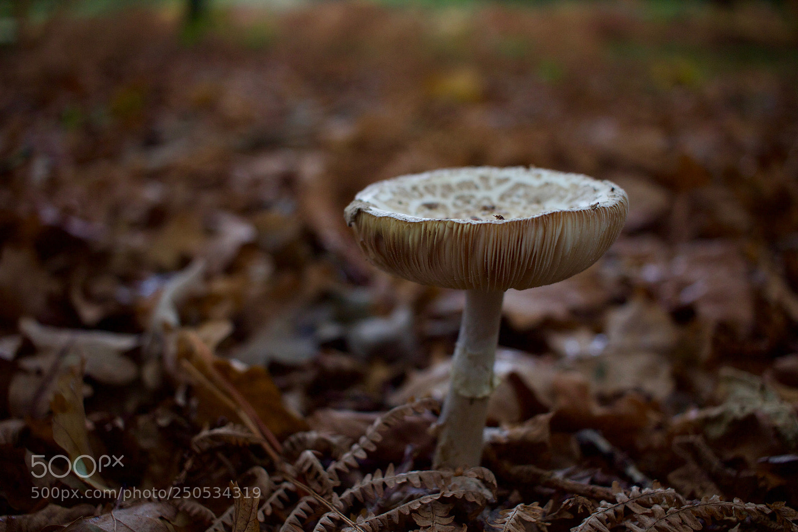 Canon EOS 600D (Rebel EOS T3i / EOS Kiss X5) sample photo. Funghi photography