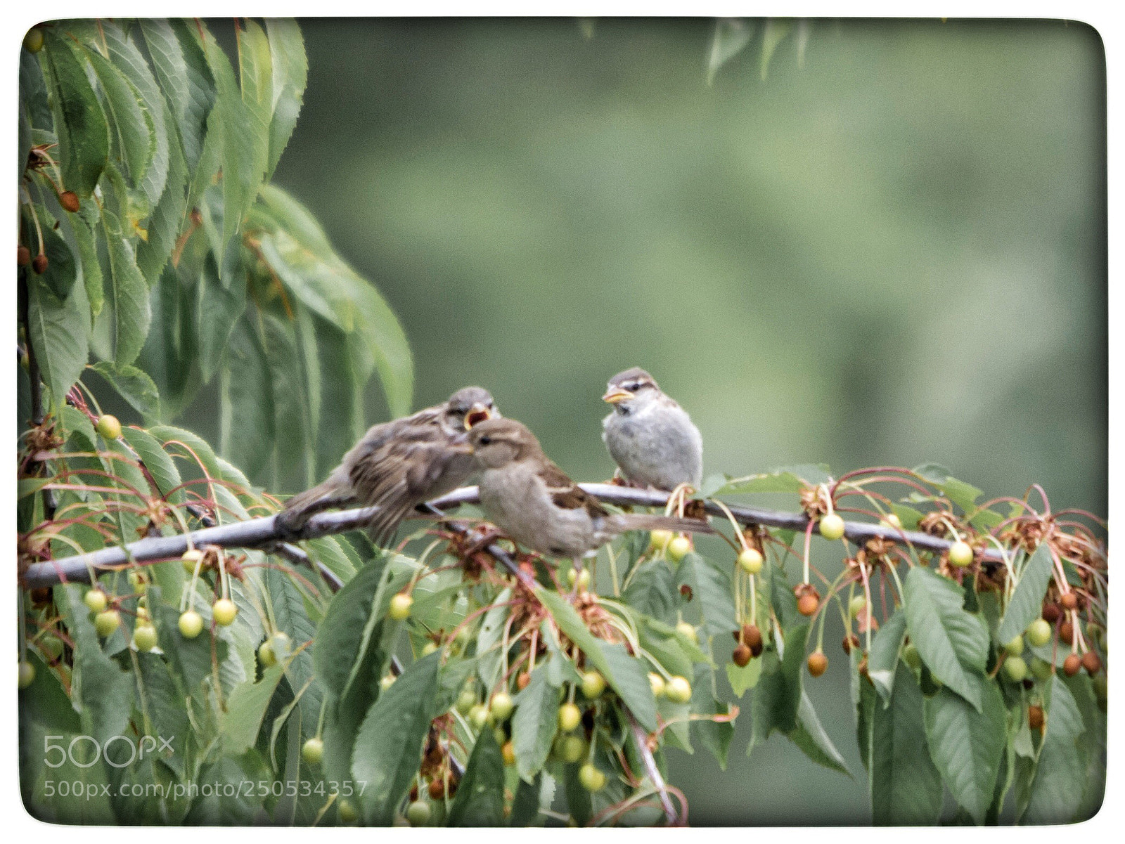 Nikon D7100 sample photo. Untitled photography