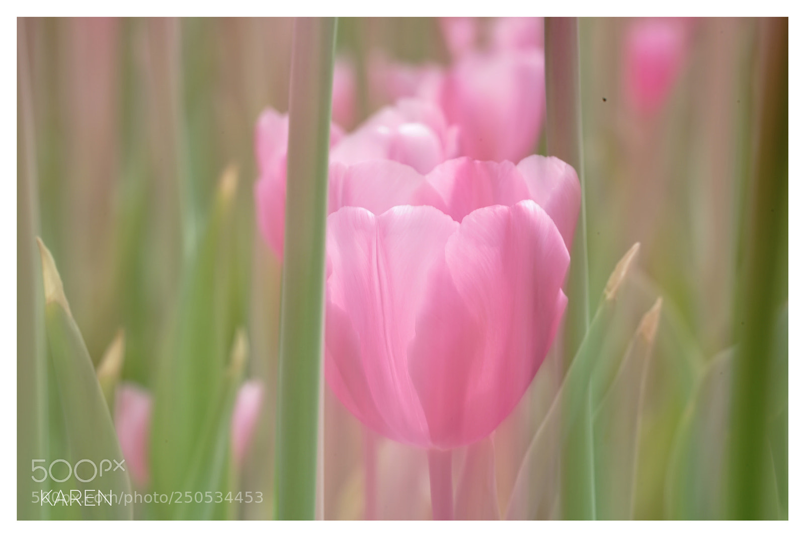Sony a7R II sample photo. Pink tulip photography