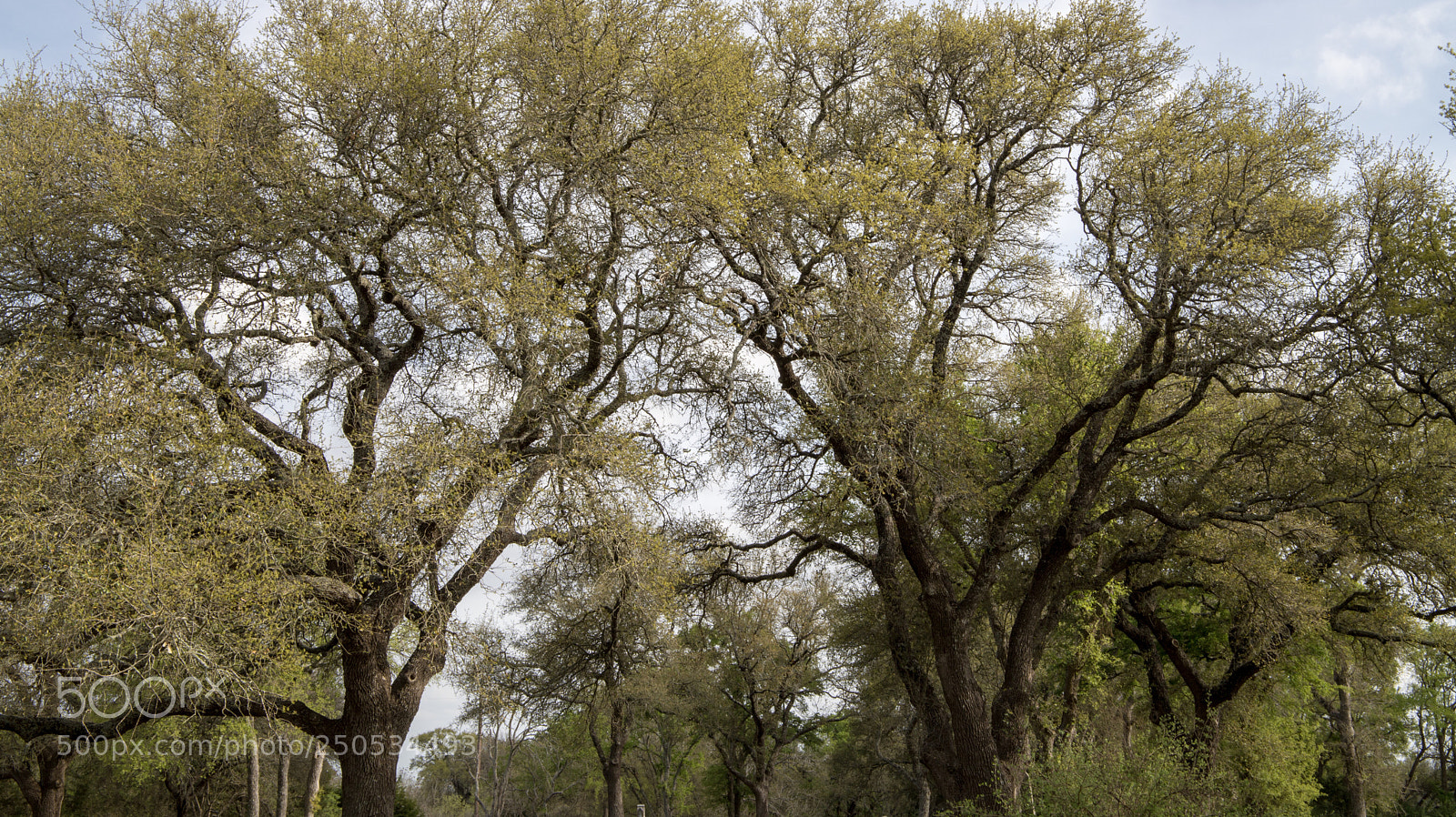 Canon EOS 6D Mark II sample photo. Dancing texan trees photography