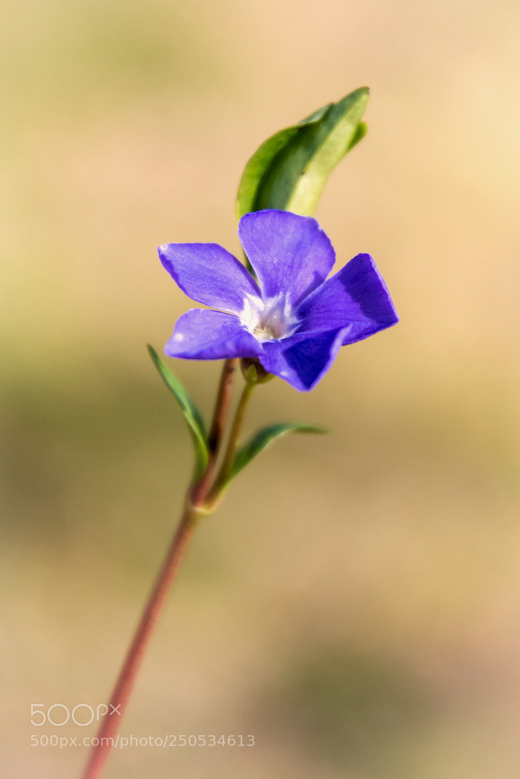 Nikon D7200 sample photo. Periwinkle photography