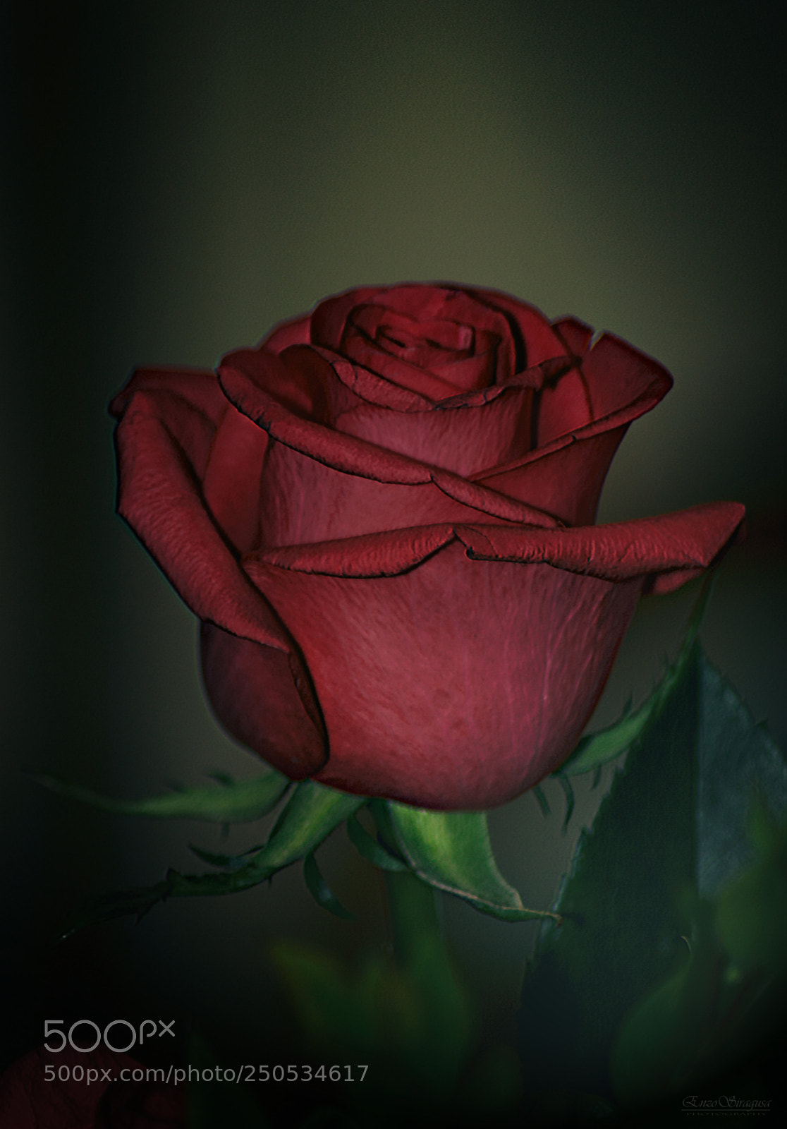 Canon EOS 700D (EOS Rebel T5i / EOS Kiss X7i) sample photo. Red rose,a pledge of photography