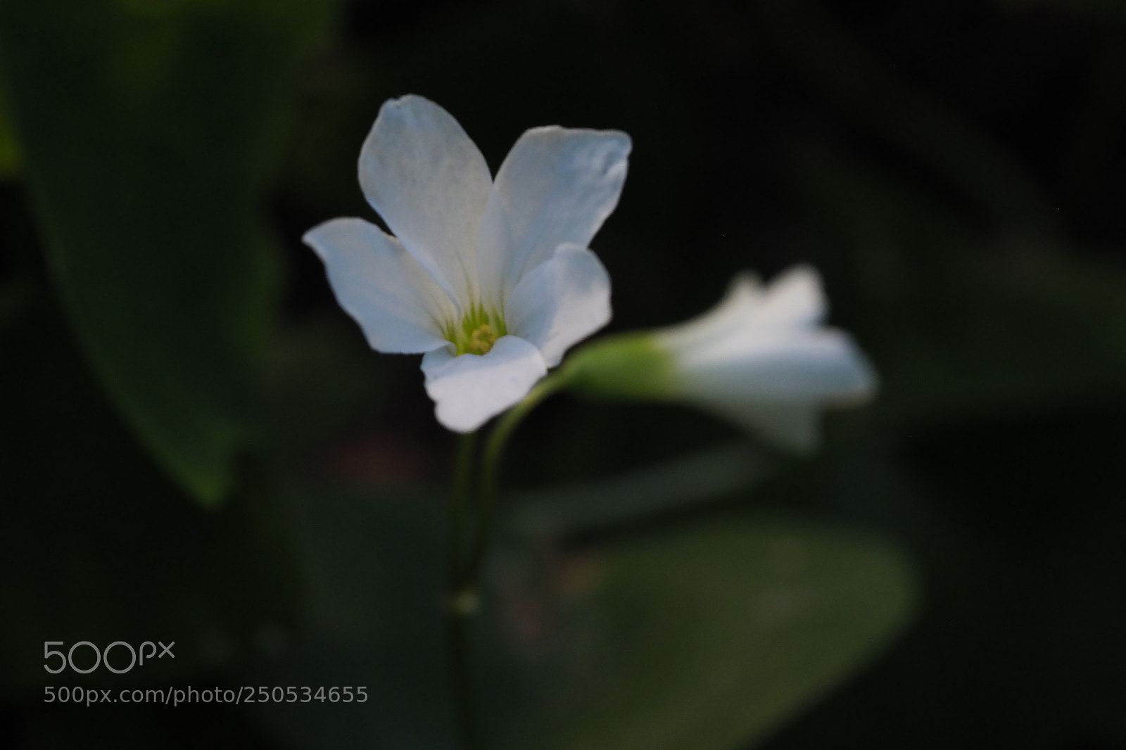 Olympus OM-D E-M1 Mark II sample photo. Untitled photography