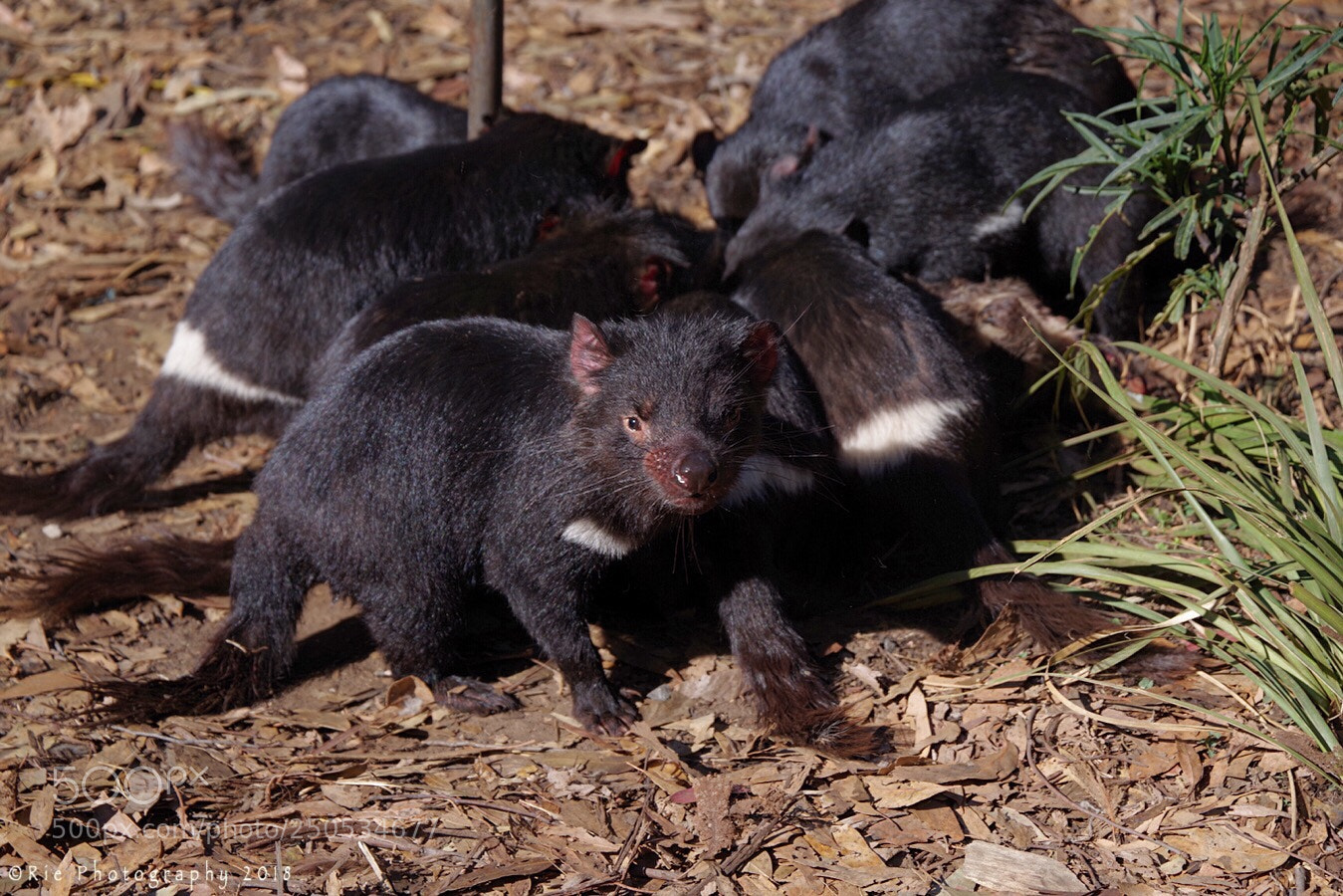 Pentax K-1 sample photo. Tasmanian devils photography