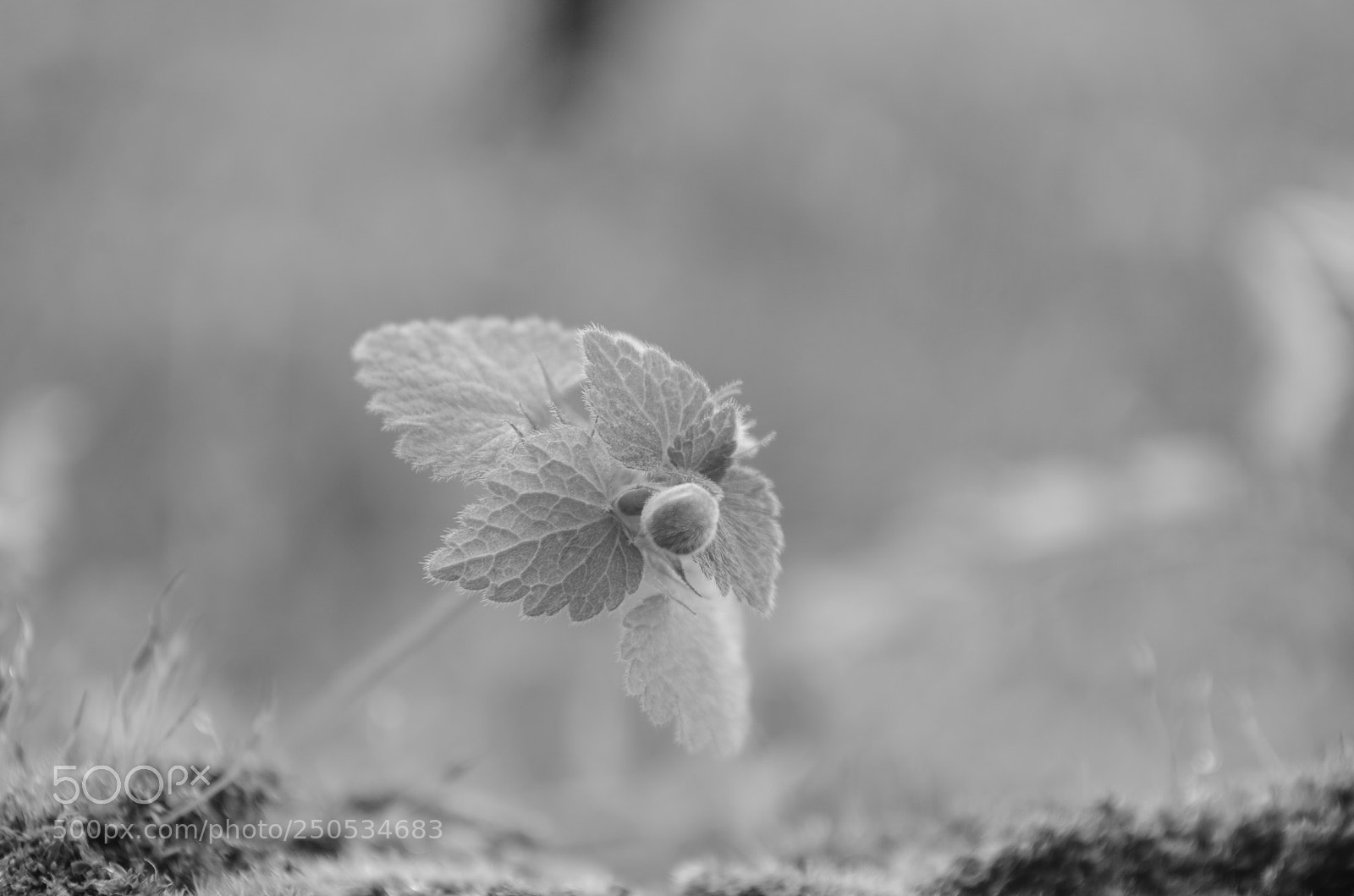 Nikon D5100 sample photo. Out of dreams photography