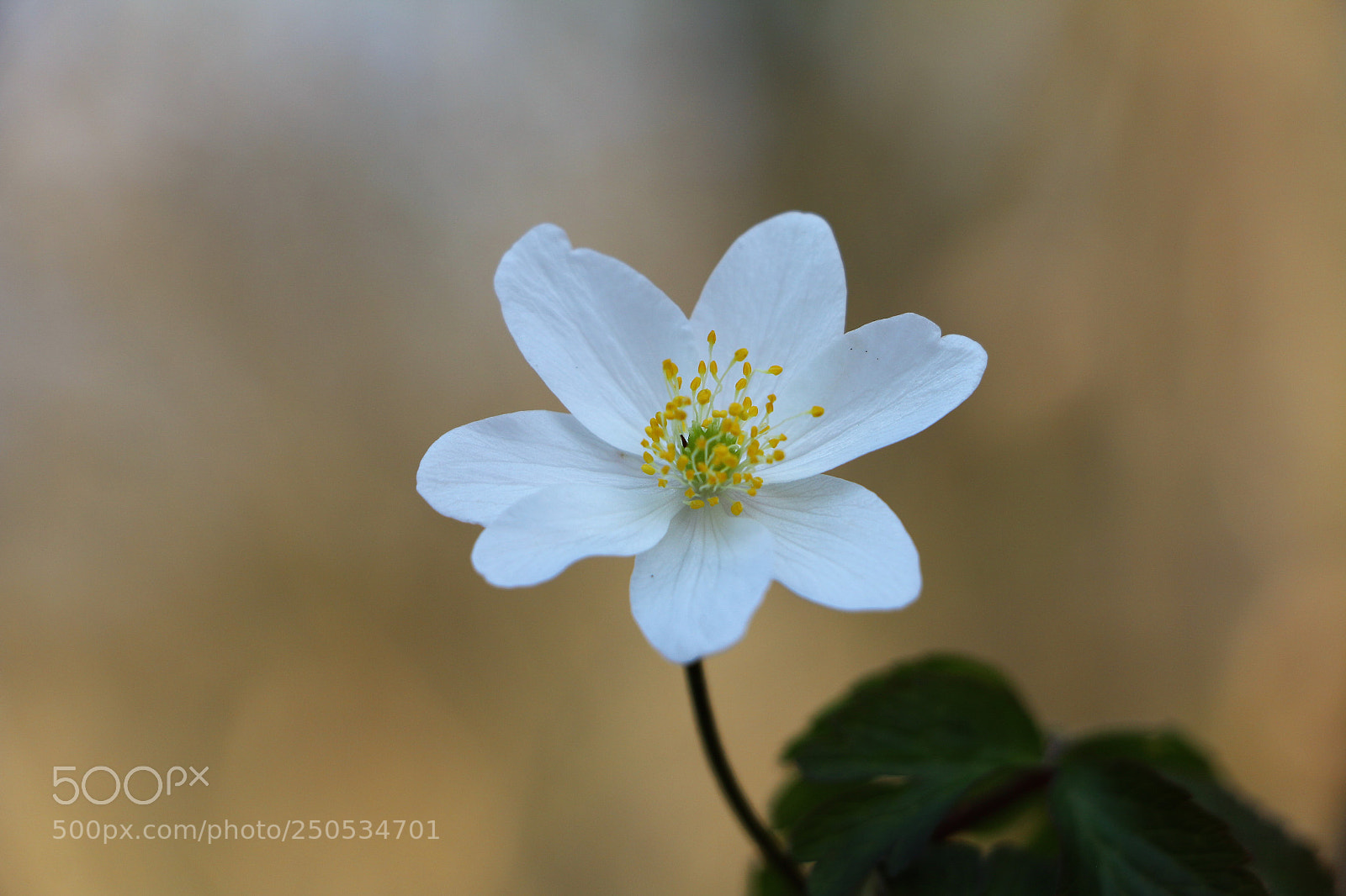Canon EOS 70D sample photo. Pastel photography