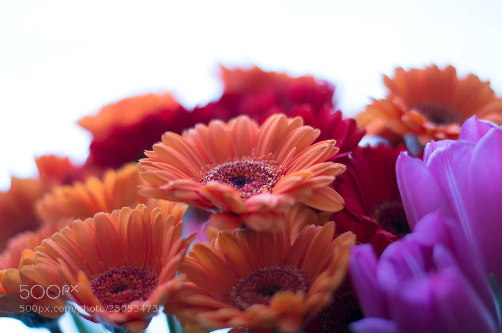 Nikon D3200 sample photo. Gerbera photography