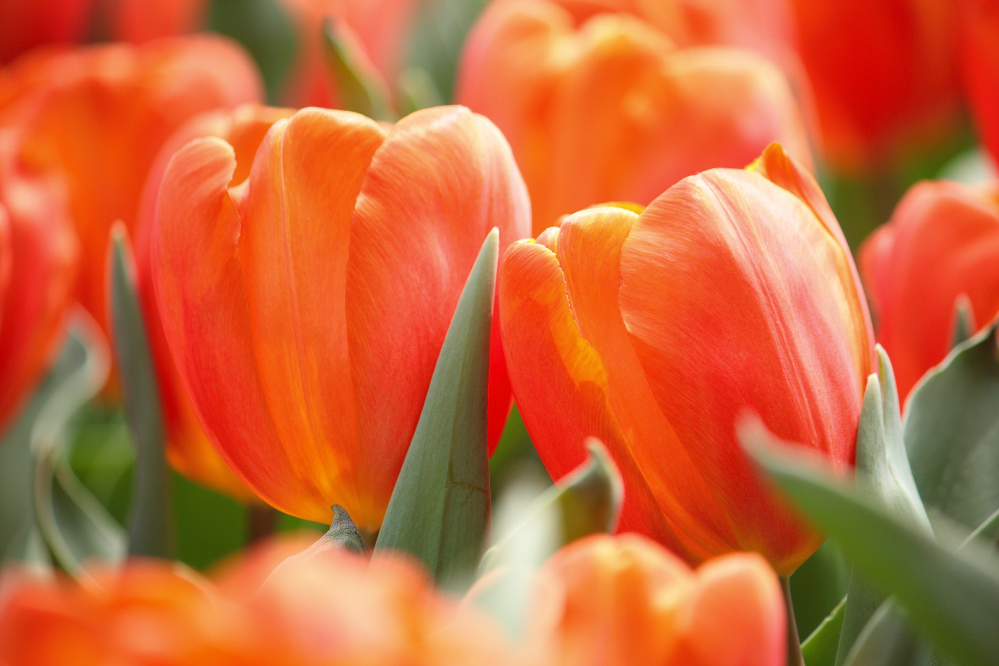 Canon EF-S 55-250mm F4-5.6 IS sample photo. Couple photography