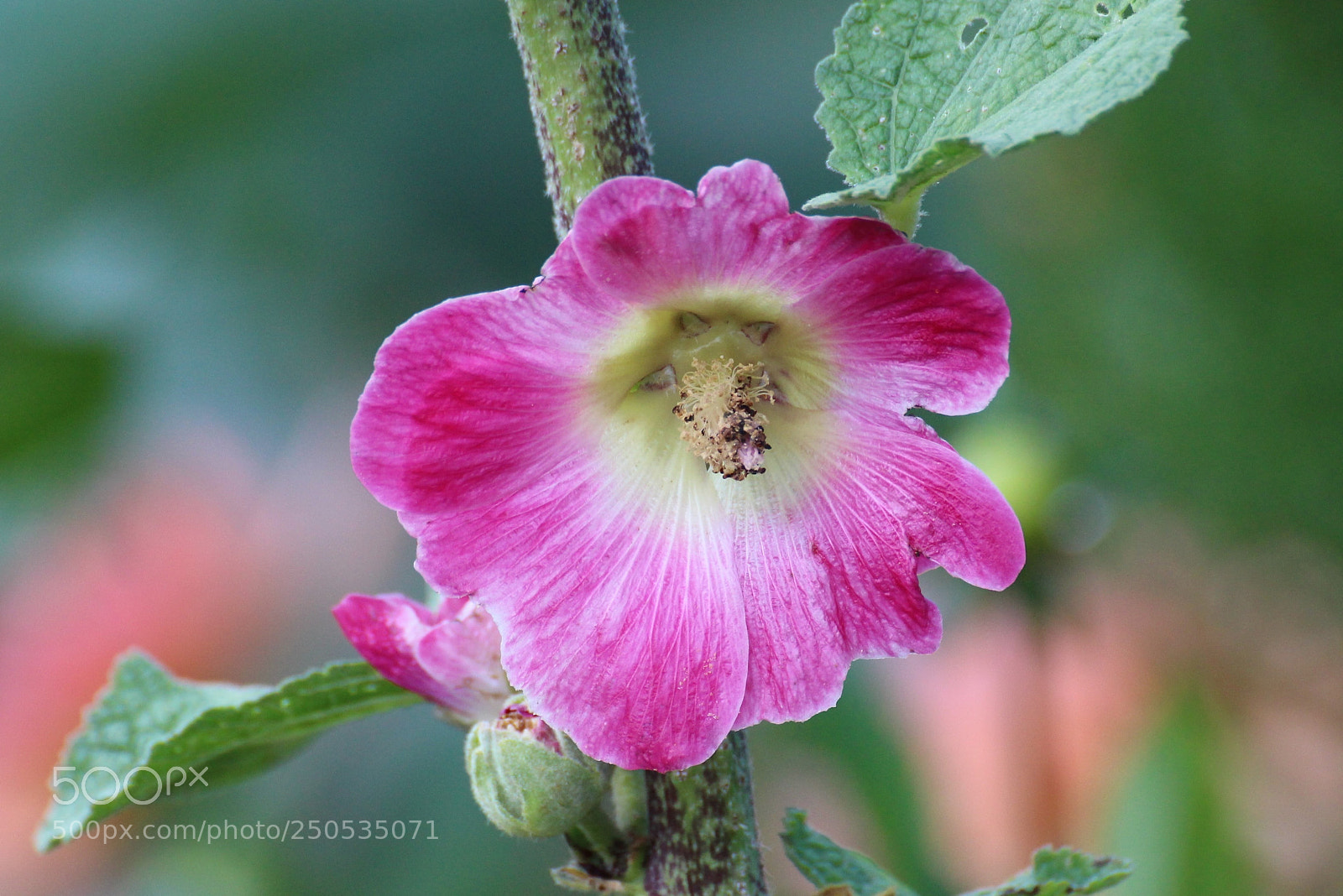 Canon EOS 700D (EOS Rebel T5i / EOS Kiss X7i) sample photo. Malva sylvestris photography