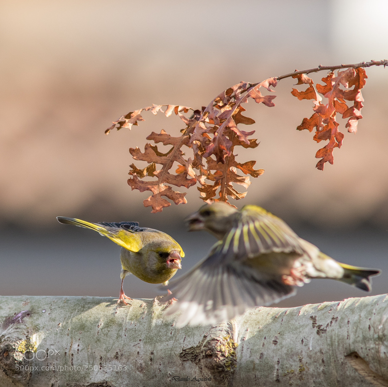 Canon EOS 7D Mark II sample photo. Vai via da qui !!!! photography
