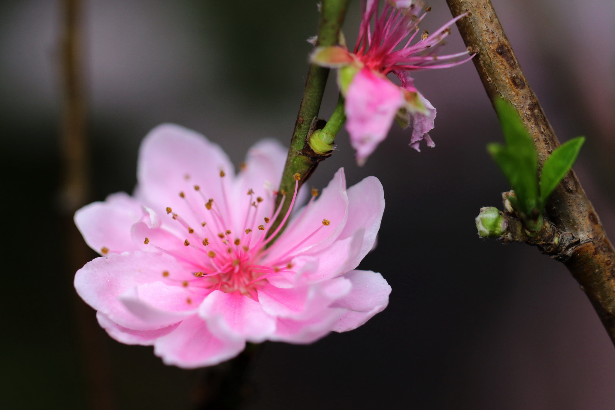Canon EOS 7D Mark II + Canon EF 100mm F2.8L Macro IS USM sample photo. Flower photography