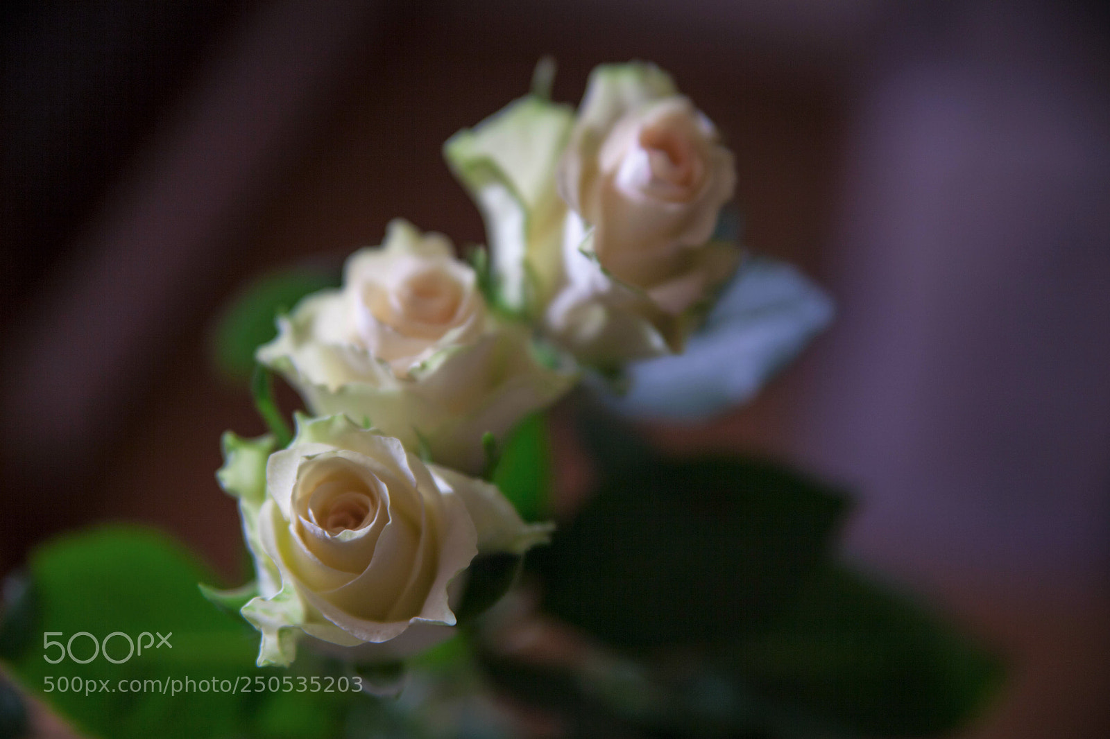 Canon EOS 5D Mark II sample photo. Three flowers photography