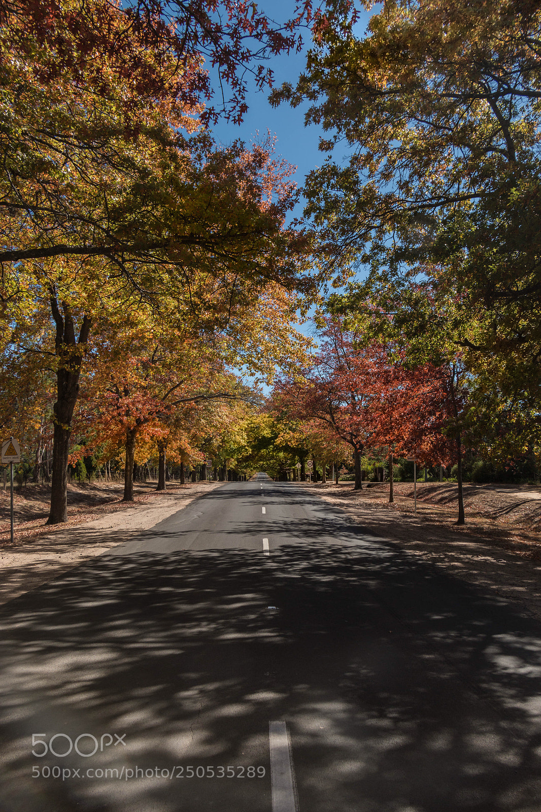 Canon EOS 70D sample photo. Honour avenue, macedon, victoria  photography