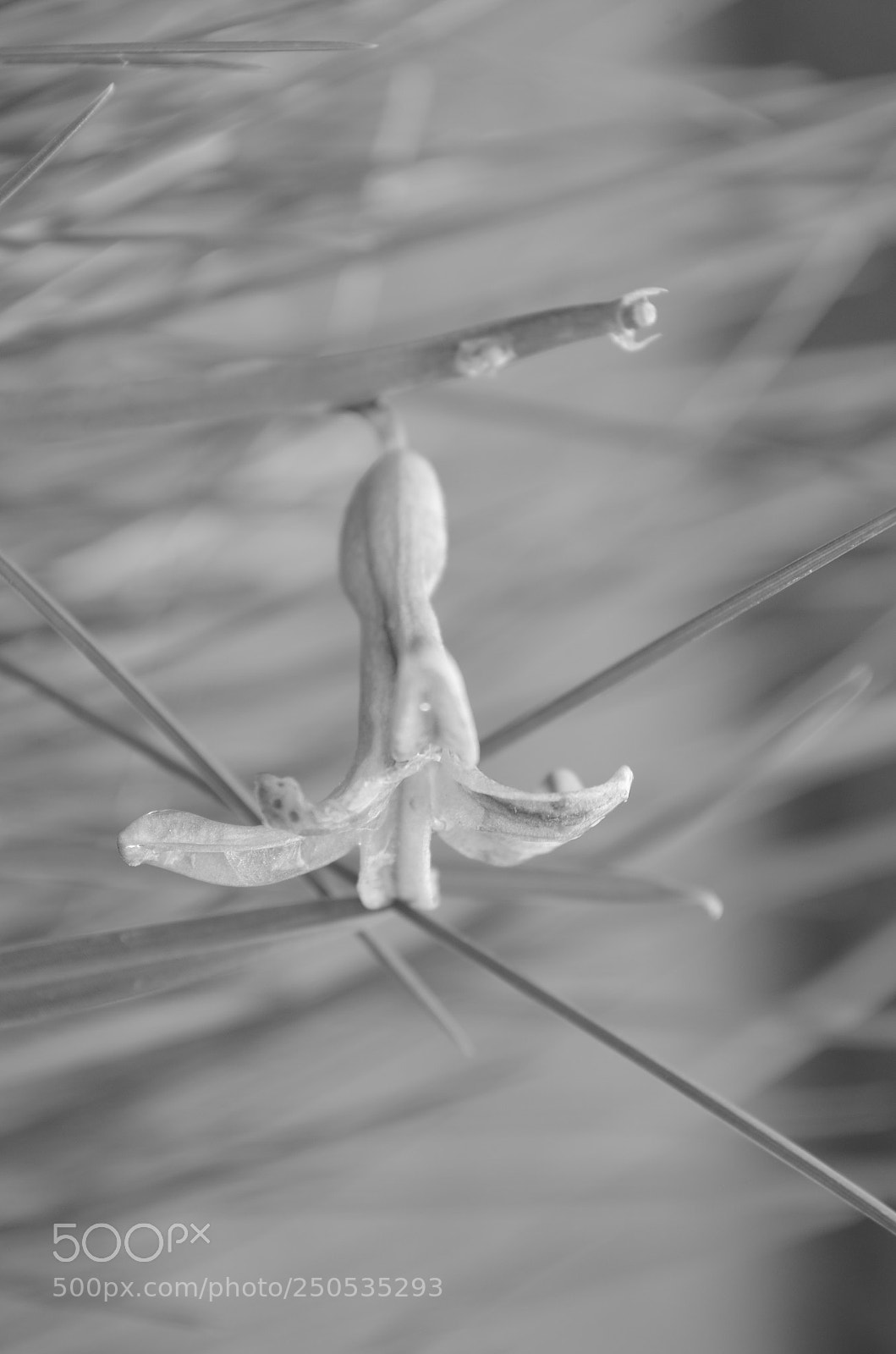 Nikon D5100 sample photo. Spring bell photography