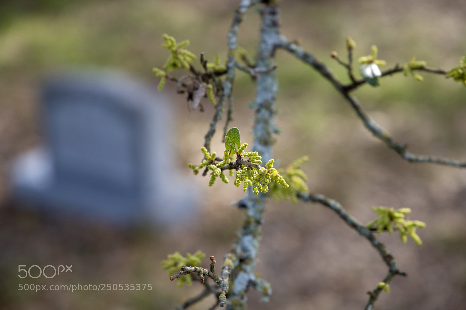 Canon EOS 6D Mark II sample photo. Spring rebirth photography