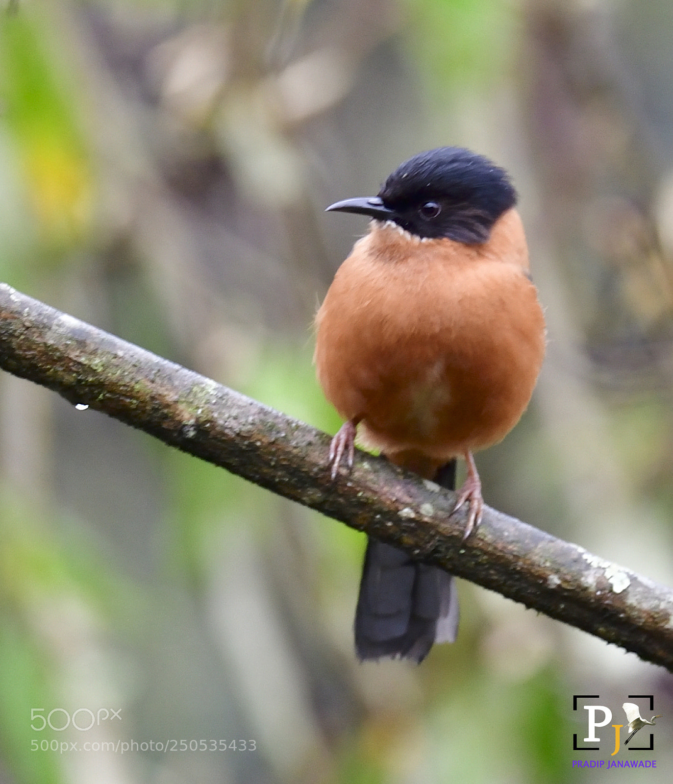 Nikon D5 sample photo. Rufaus sibia heterophasia capistratau photography