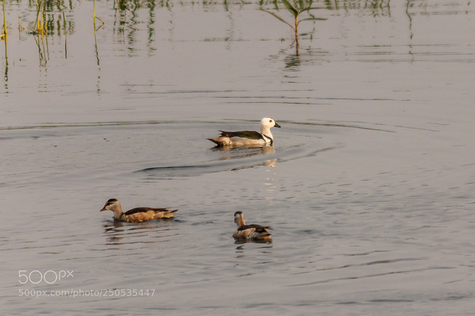 Canon EOS 600D (Rebel EOS T3i / EOS Kiss X5) sample photo. Ducks in lake photography