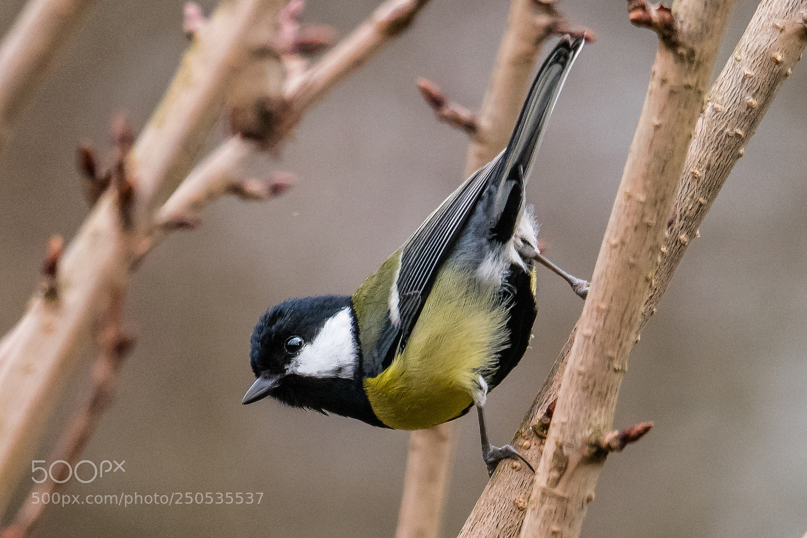 Nikon D850 sample photo. Downward tit photography