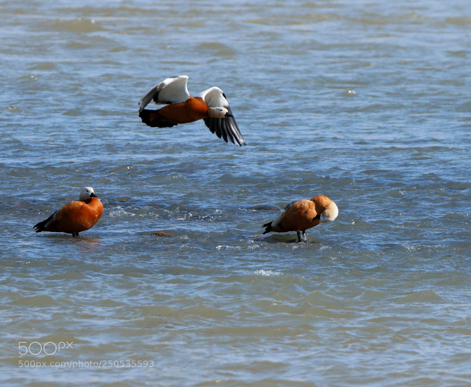 Canon EOS 70D sample photo. Landing photography