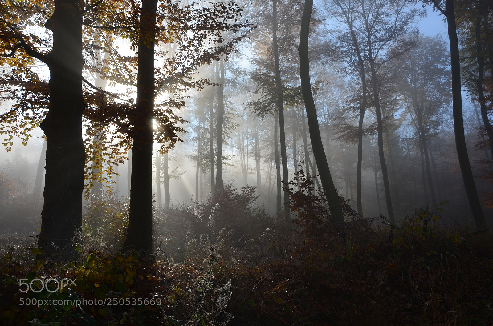 Nikon D5100 sample photo. A fairytale atmosphere photography