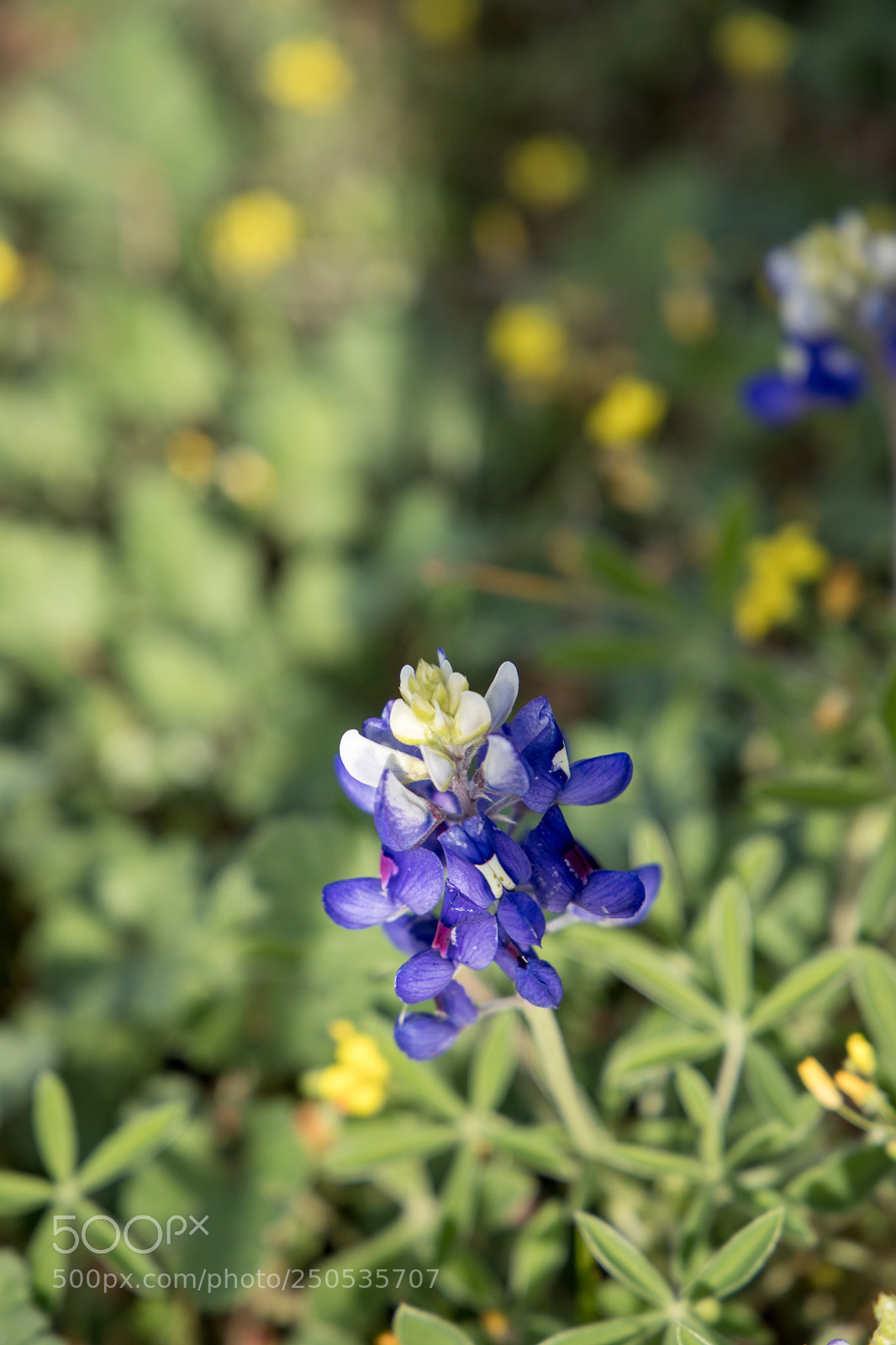Canon EOS 6D Mark II sample photo. Perfect single spring bluebonnet  photography