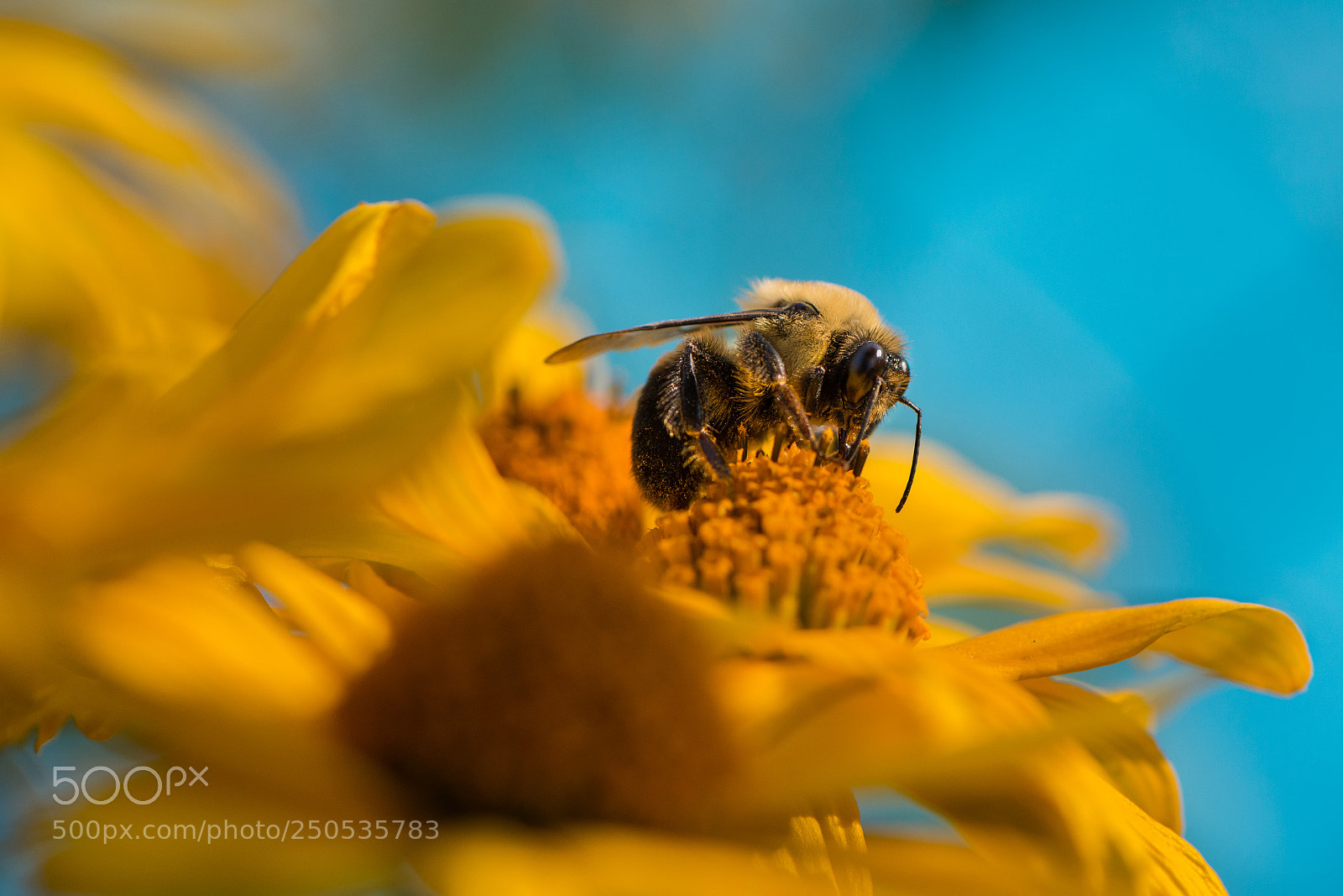 Nikon D610 sample photo. Butinage photography