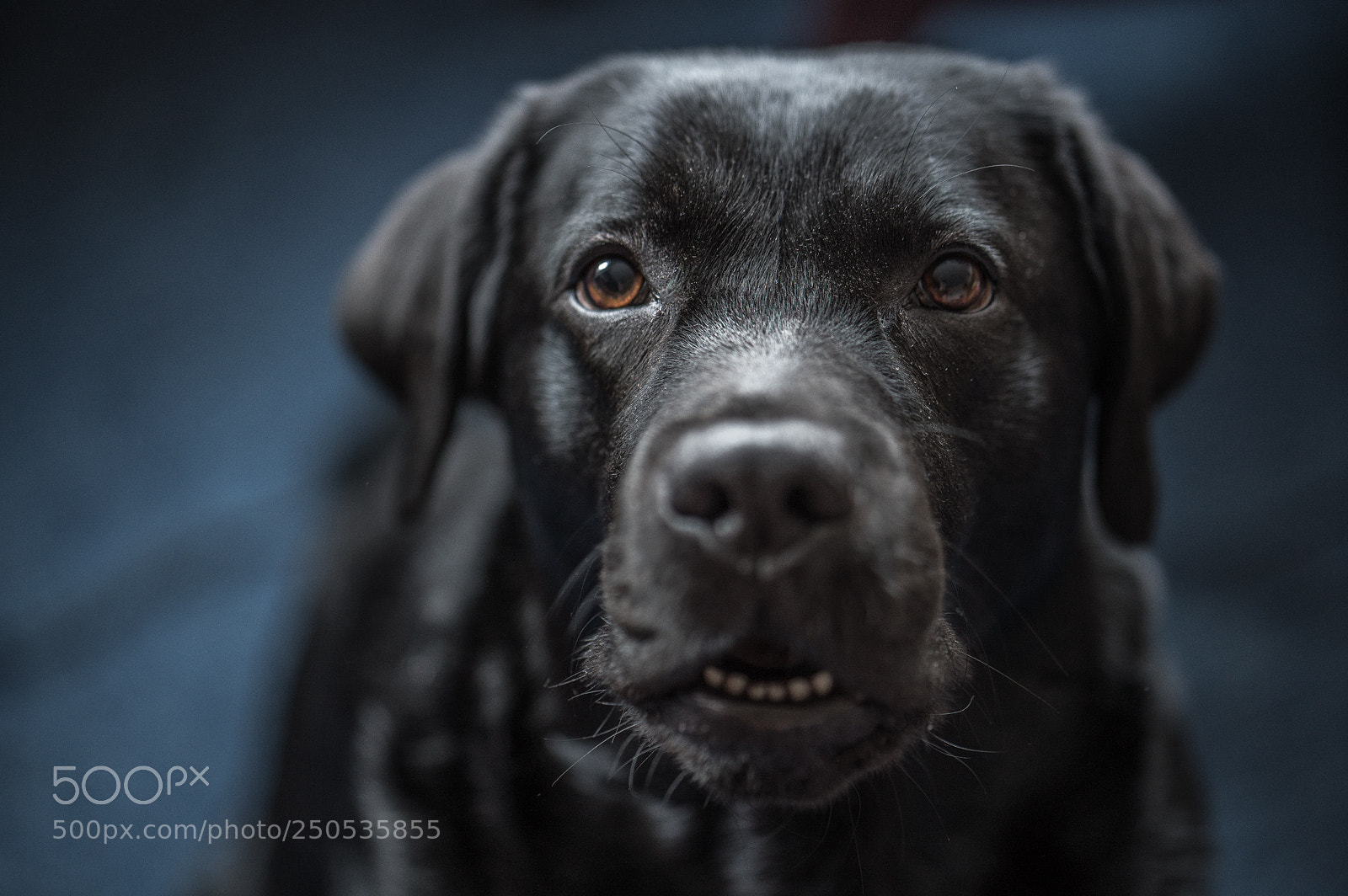 Sony a7R III sample photo. Hej photography
