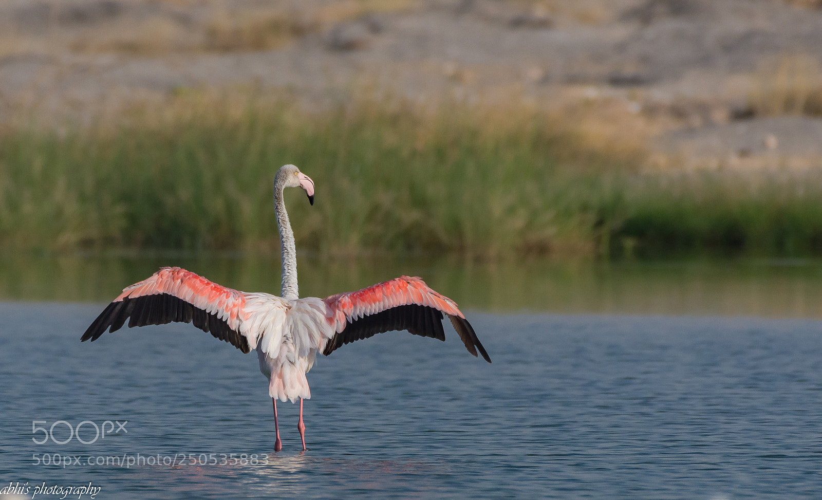 Nikon D7200 sample photo. Beauty at its best... photography