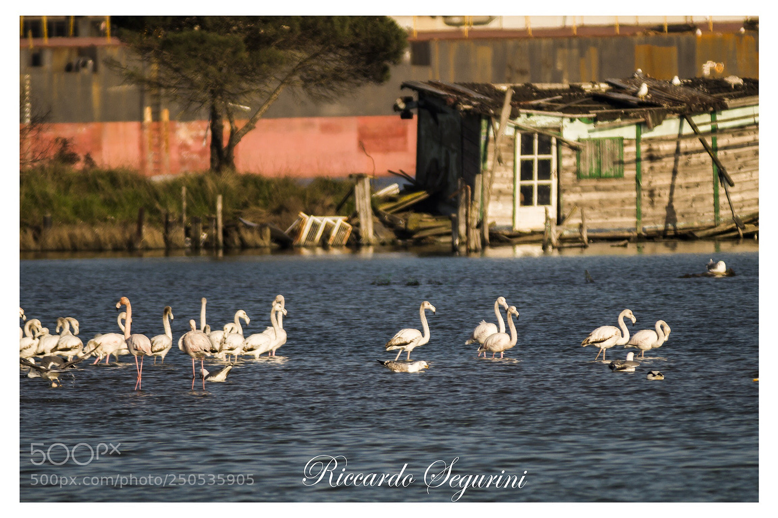 Sony SLT-A58 sample photo. La posa perfetta  photography