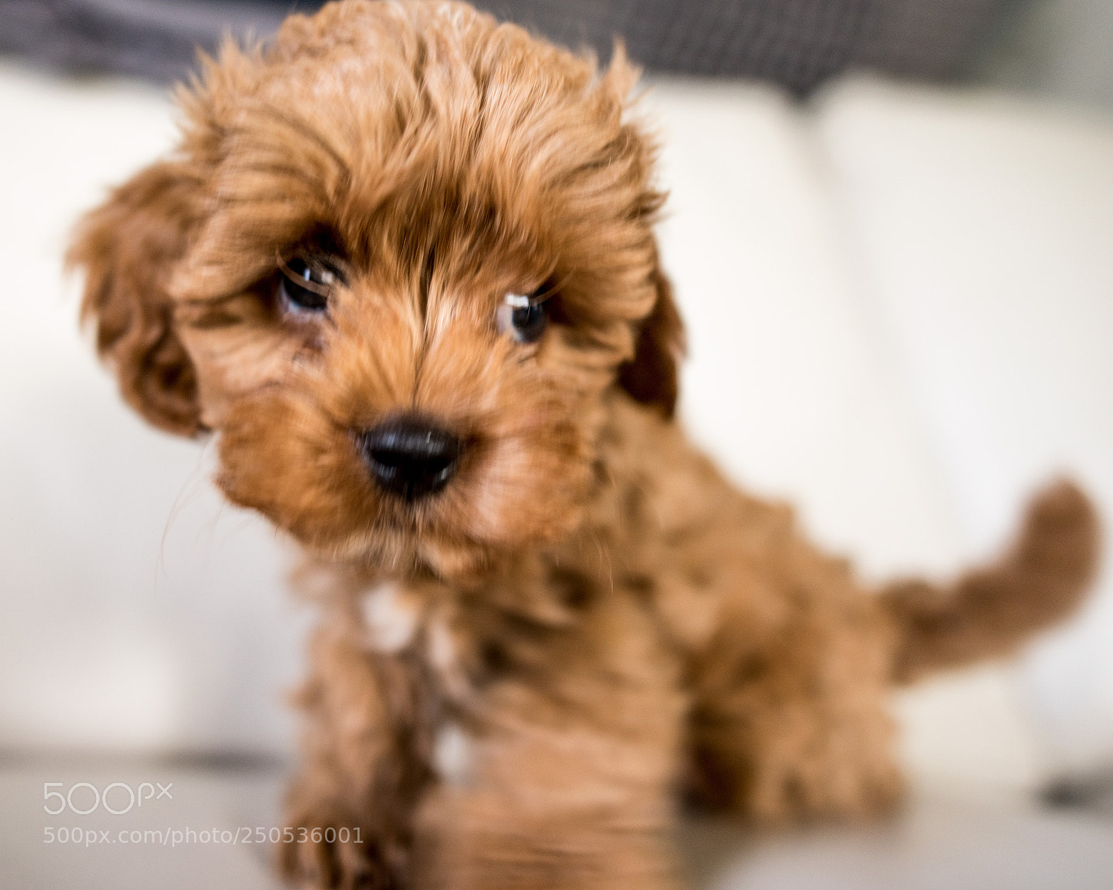 Nikon D810 sample photo. That's mine.... awwww photography