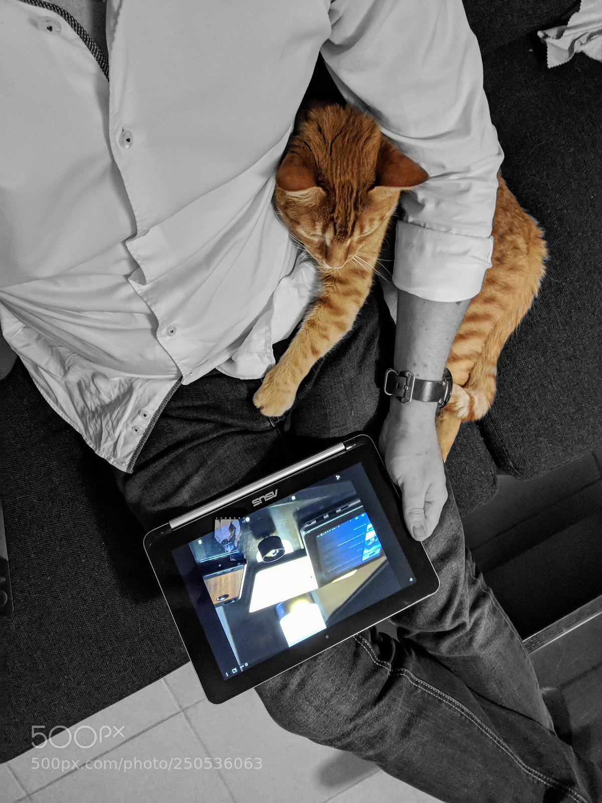 Google Pixel 2 sample photo. Geek cat photography