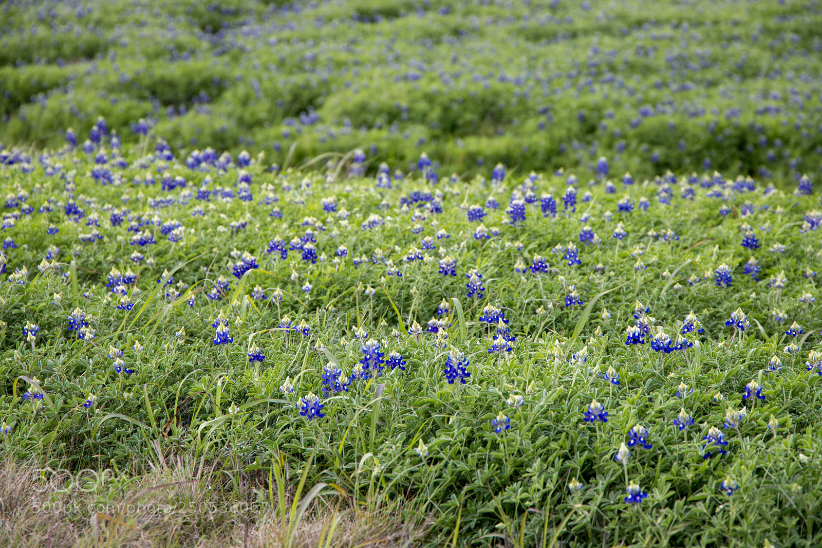 Canon EOS 6D Mark II sample photo. A sea of bluebonnets photography