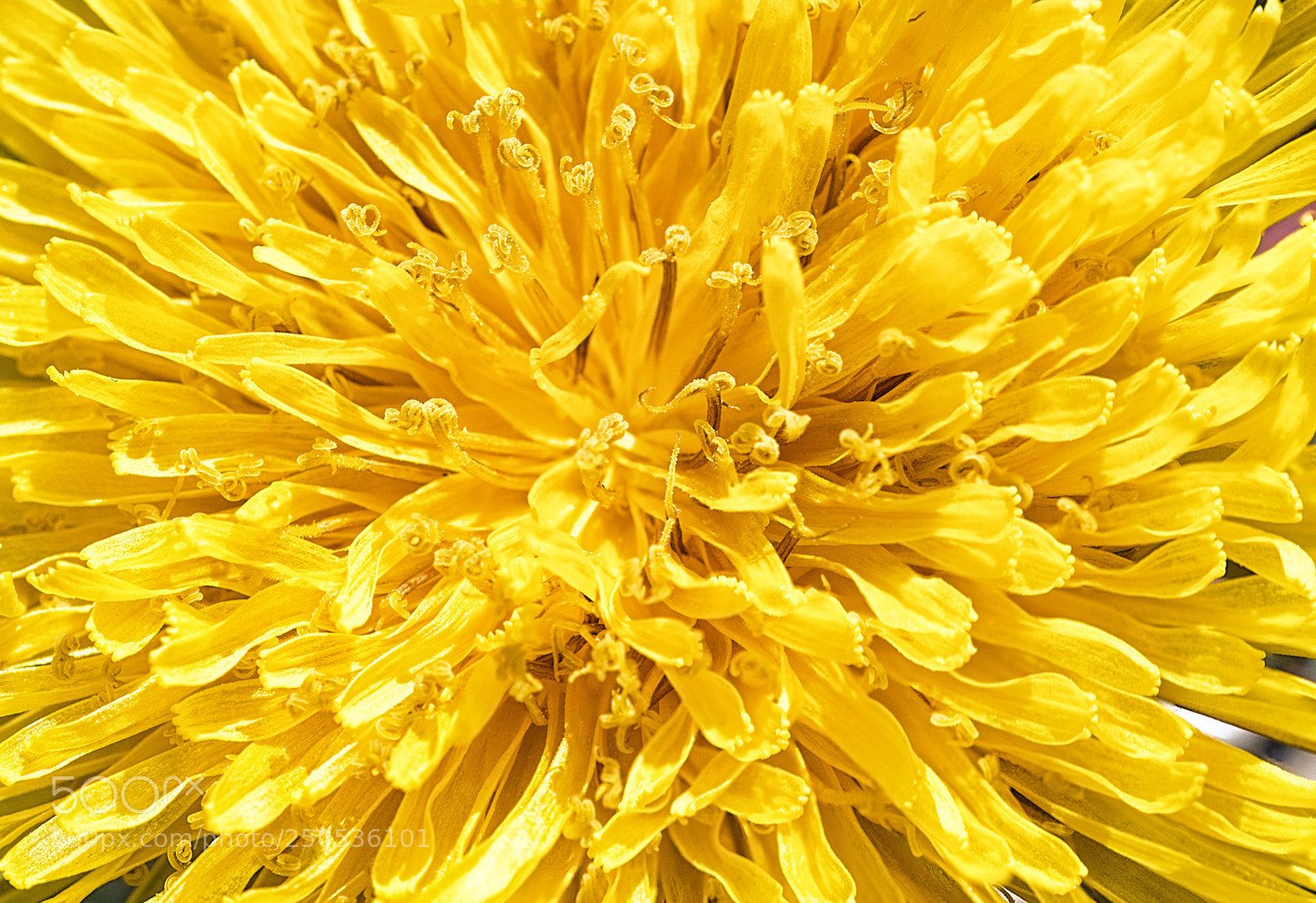 Nikon D810 sample photo. Taraxacum photography