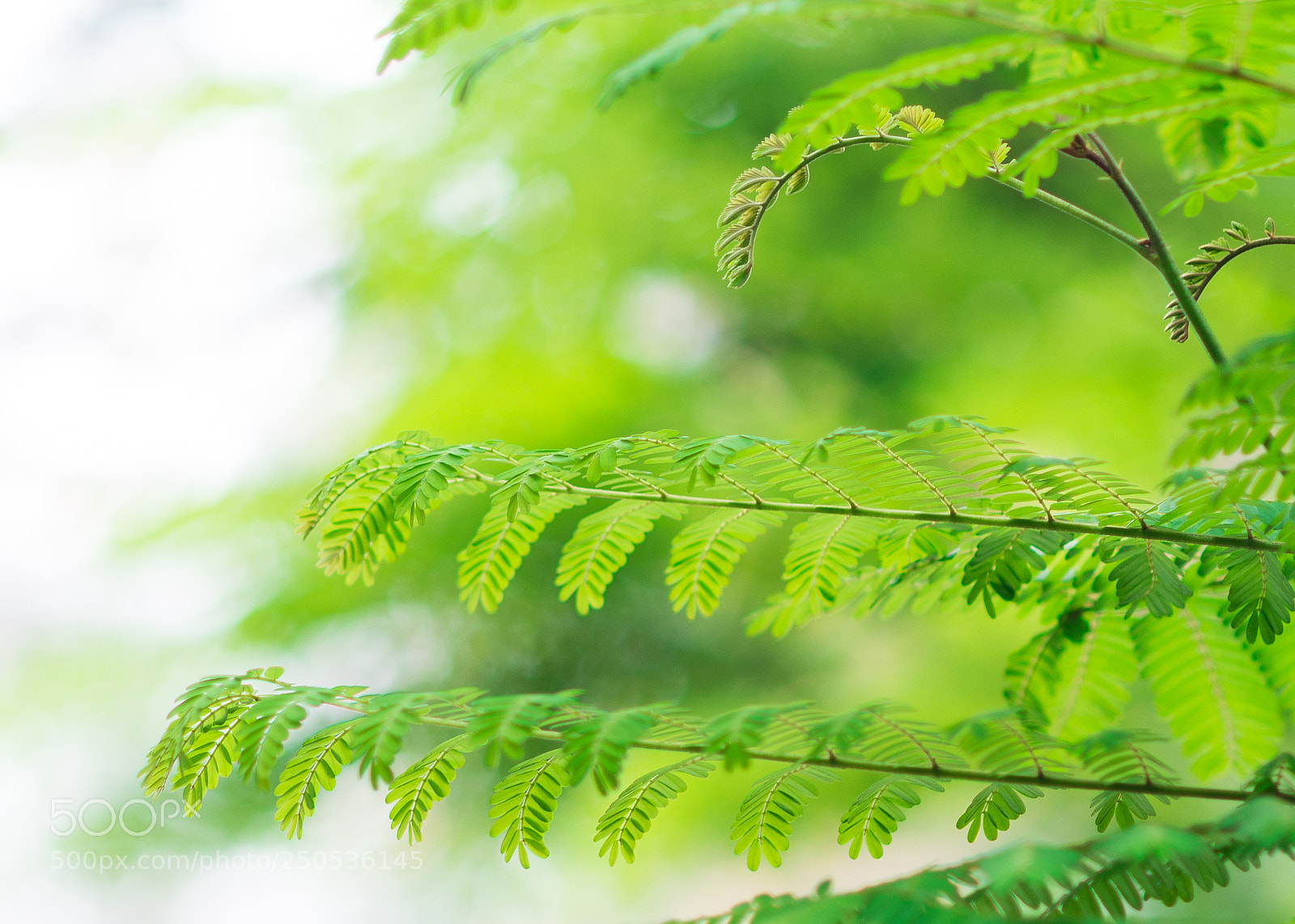 Nikon D600 sample photo. Green photography