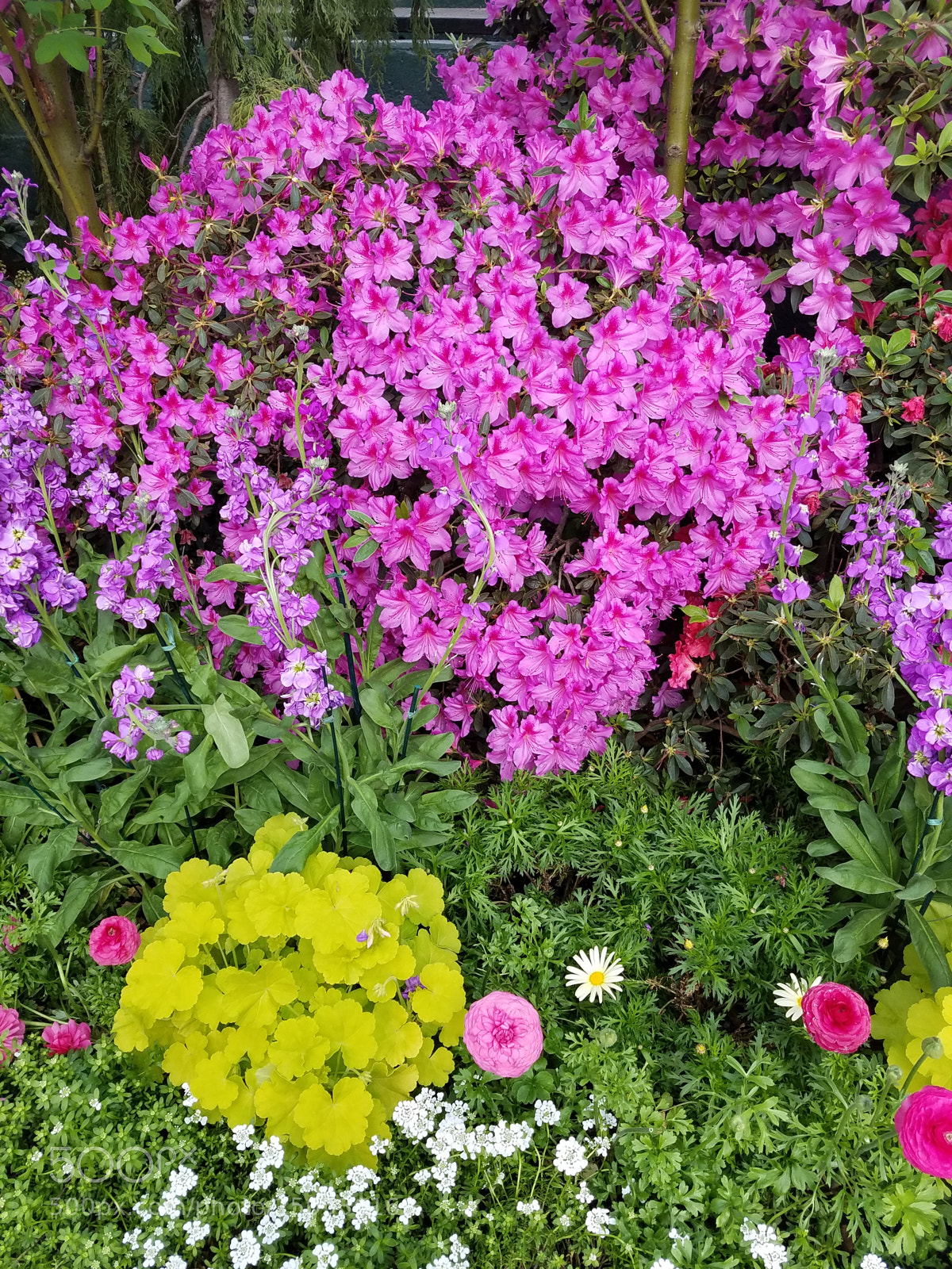 Samsung Galaxy S7 sample photo. Spring flowers.jpg photography