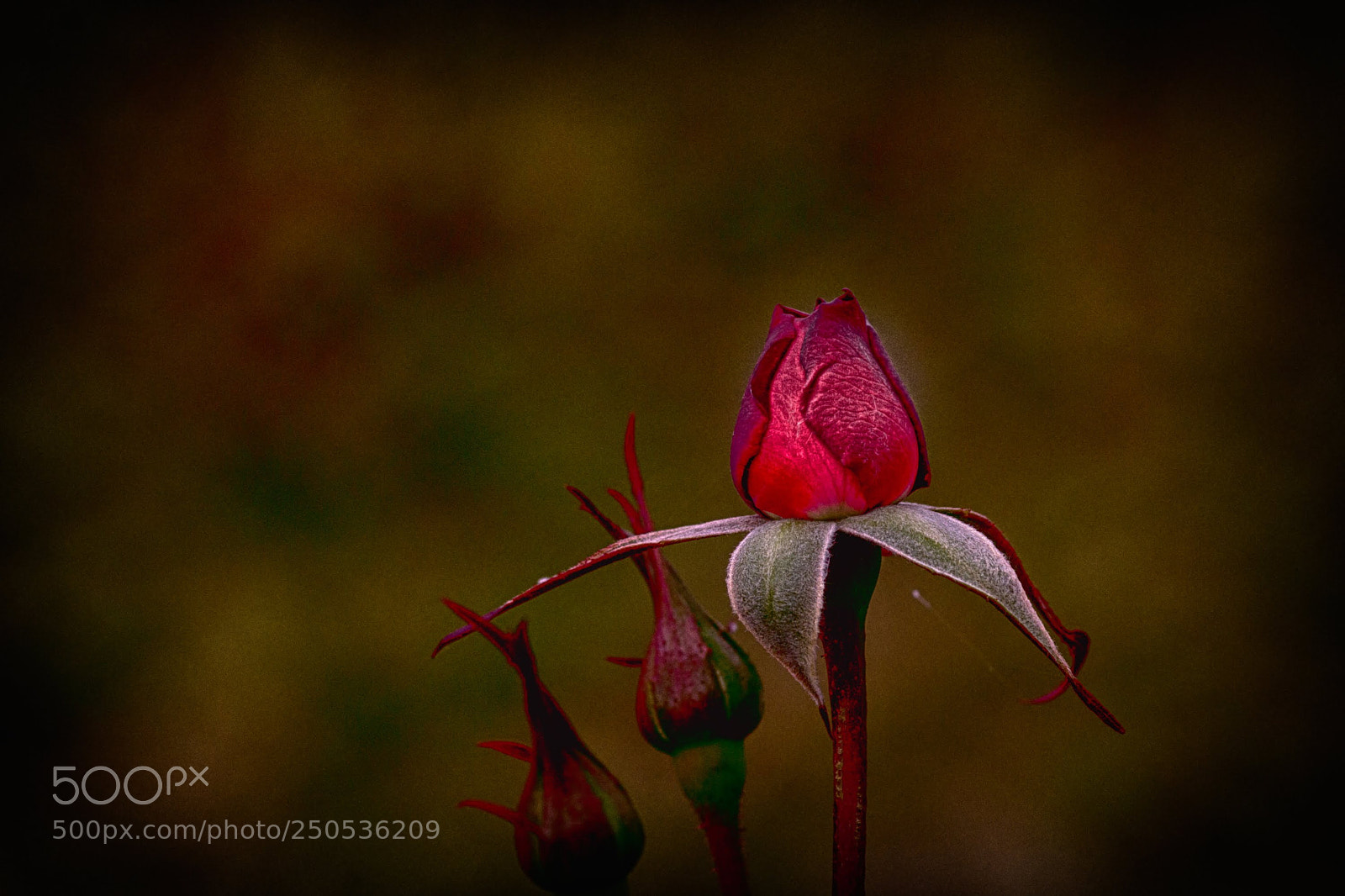 Canon EOS 60D sample photo. Rose photography