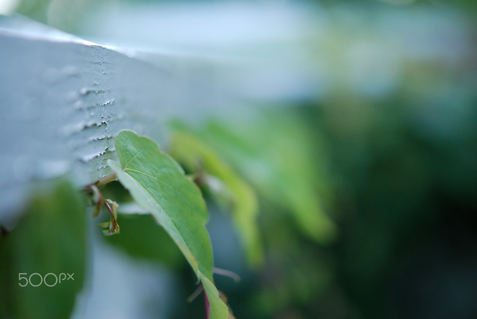Nikon AF-S Micro-Nikkor 60mm F2.8G ED sample photo