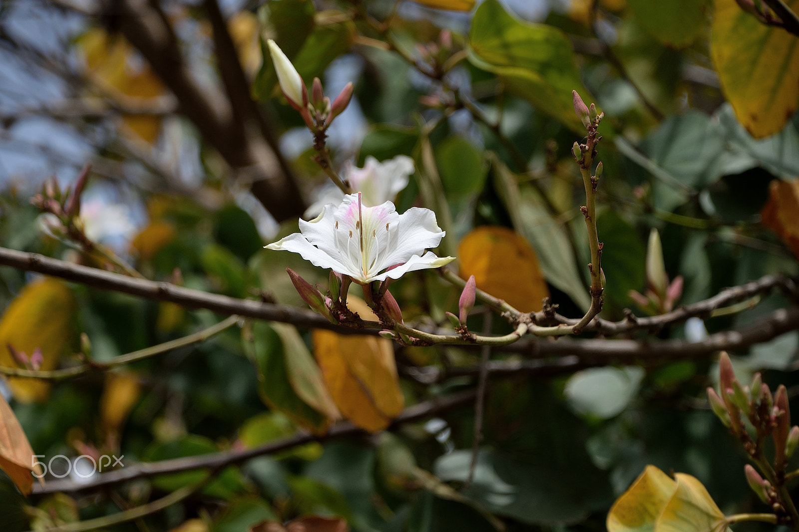 Nikon D3300 sample photo. Blooming tree at springtime photography