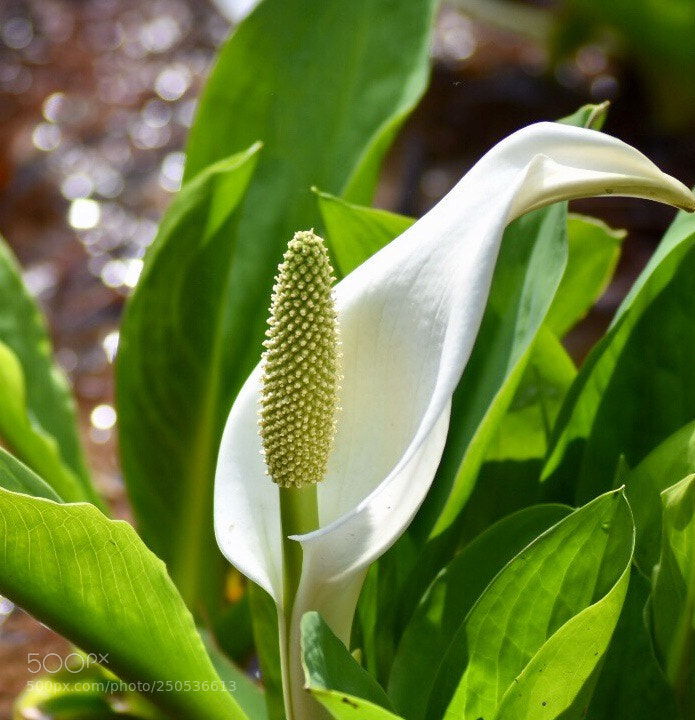 Nikon D7200 sample photo. Lysichiton camtschatcense

 photography