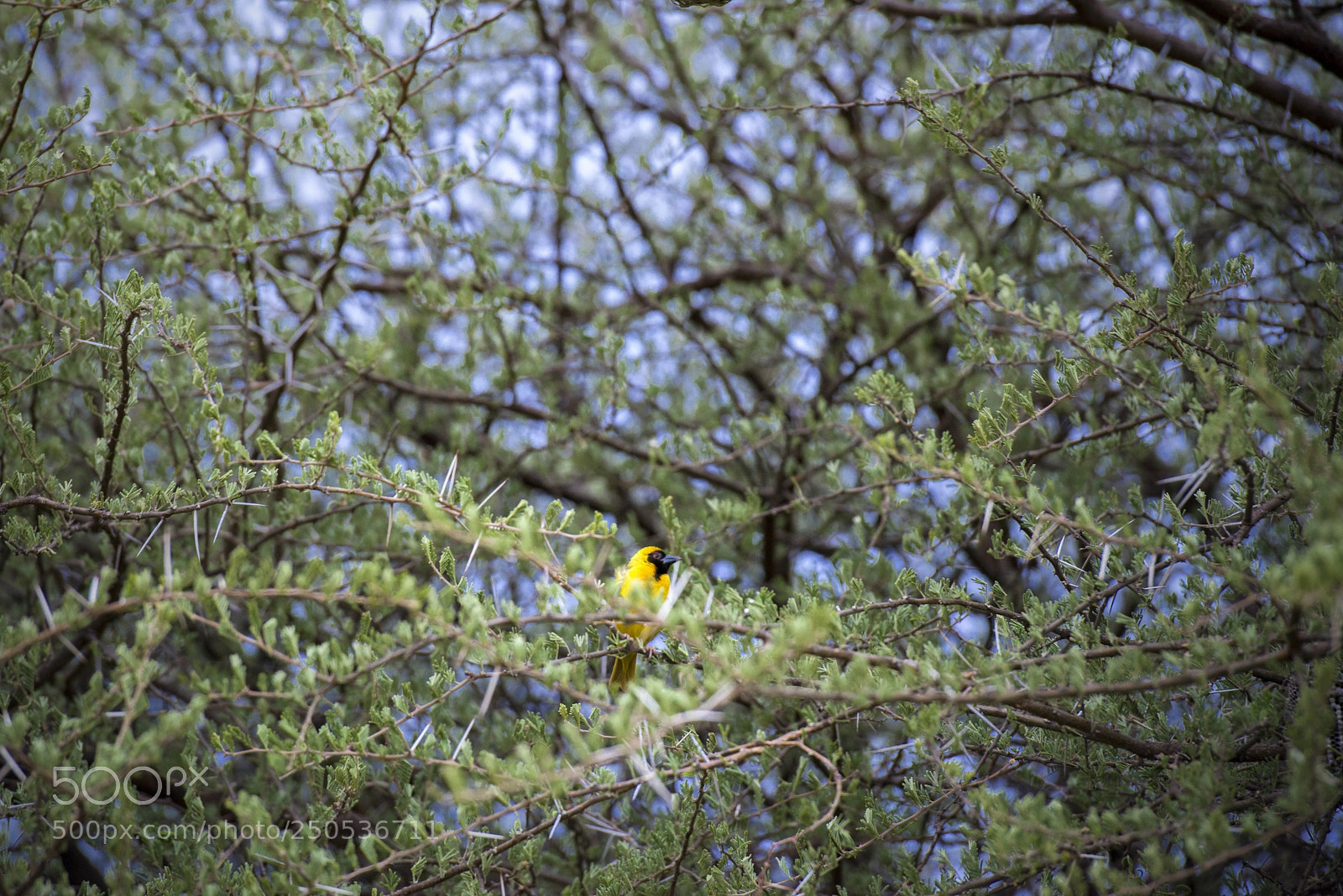 Nikon D800E sample photo. Yellow photography