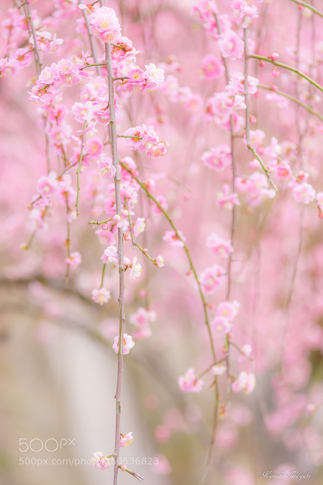 Sony SLT-A99V sample photo. Weeping plum photography