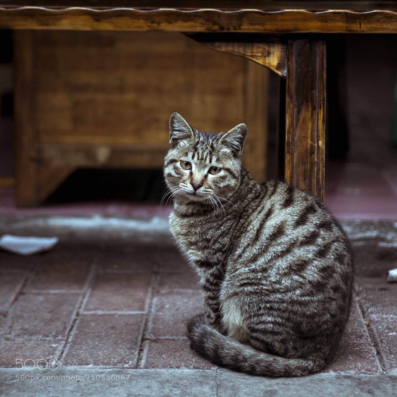 Canon EOS 5D Mark II sample photo. Cat photography