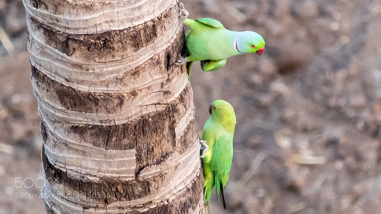 Canon EOS 80D sample photo. Parakeet’s love photography