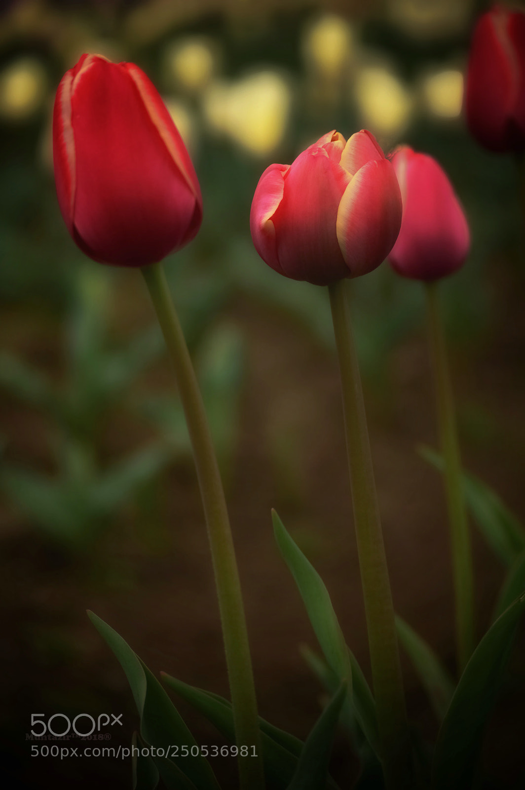 Nikon D3200 sample photo. Tulips photography