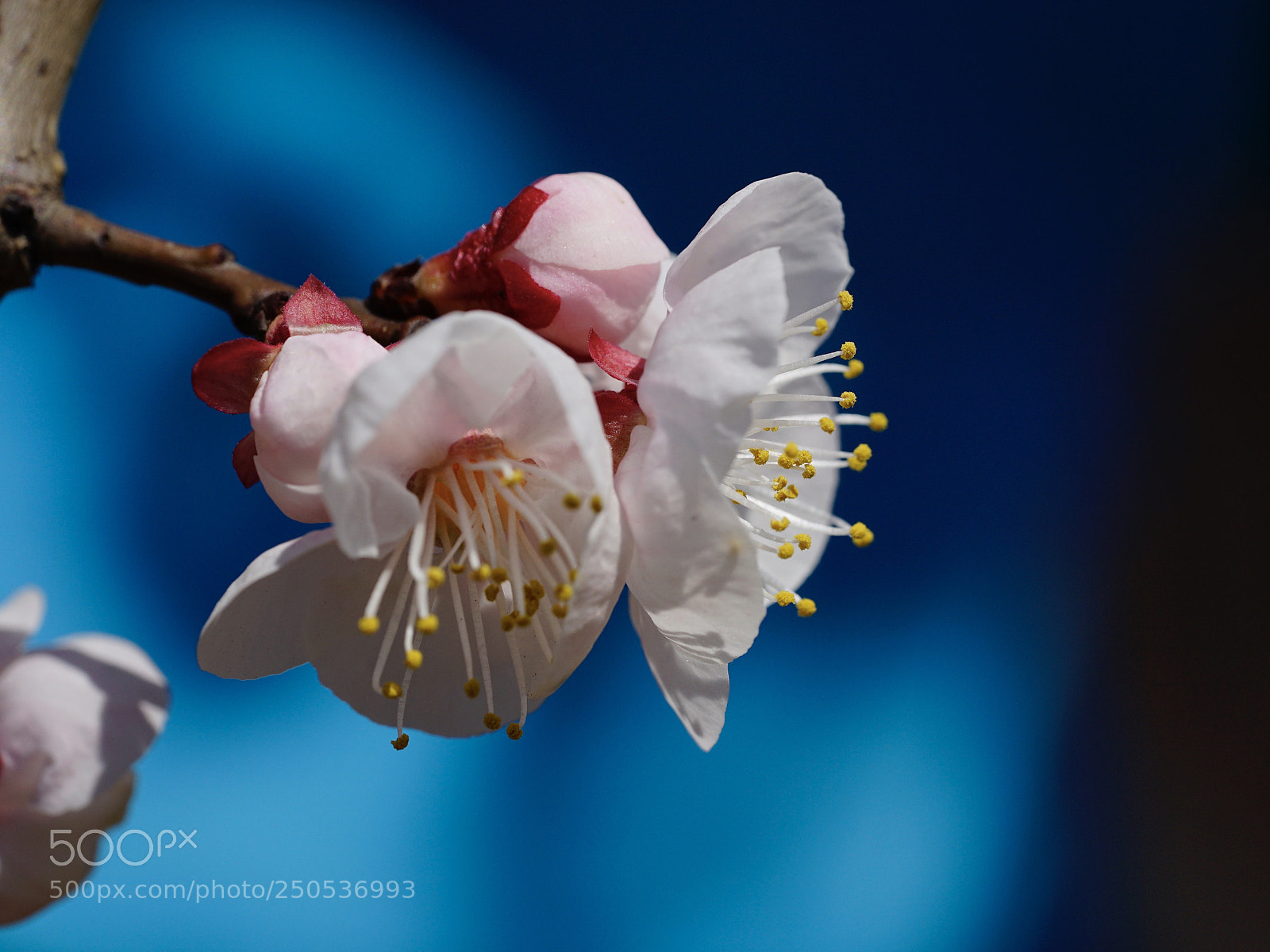 Sony a7 II sample photo. 土耳其蓝   turquoise blue photography