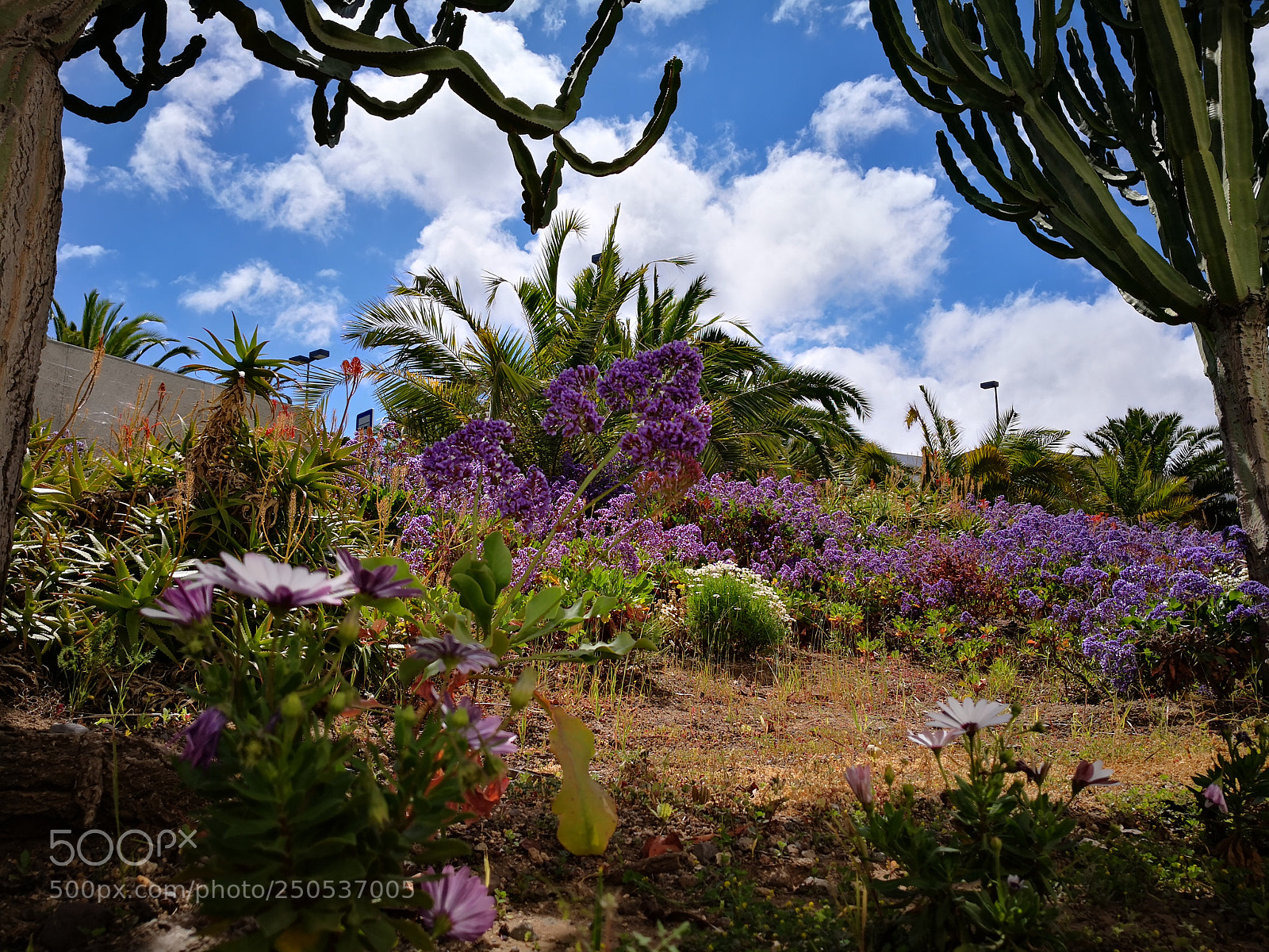 HUAWEI Mate 10 sample photo. Spring in paradise photography