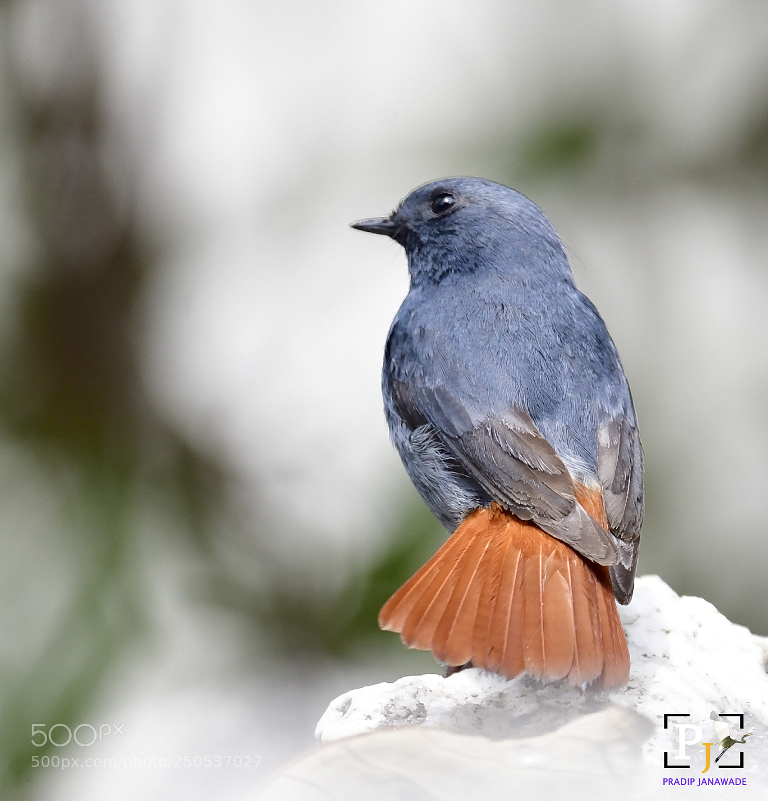 Nikon D5 sample photo. Black redstart photography
